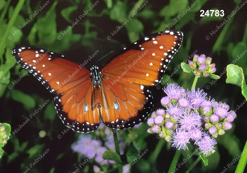 Queen Butterfly (Danaus gilippus)